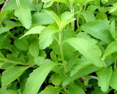 Stevia-Rebaudiana